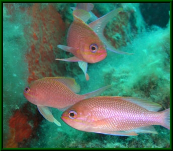 Anthias anthias