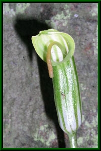 Arisarum vulgare