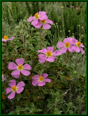 Cistus incanus