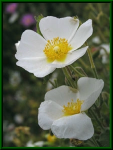 Cistus salviaefolius