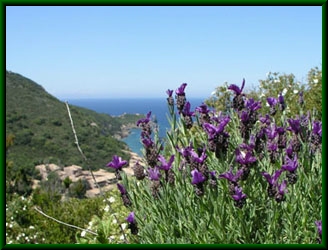 Lavandula staechas