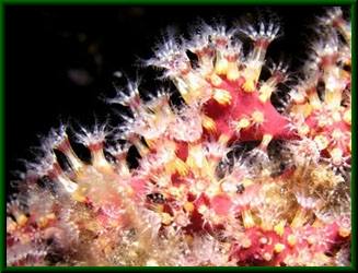 Parerythropodium coralloides