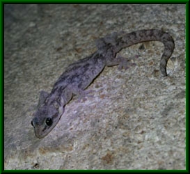 Phyllodactylus europaeus