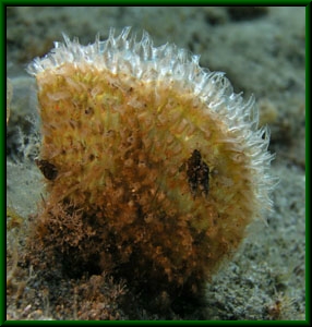 Pinna nobilis (juv.)