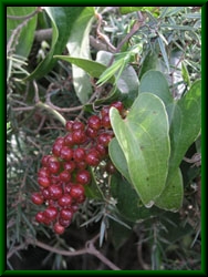 Smilax aspera