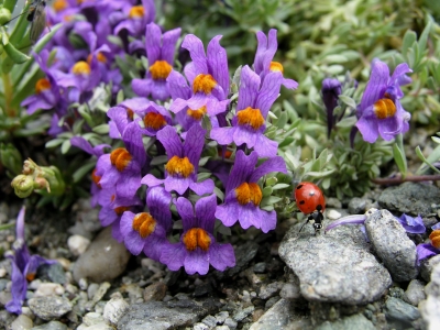 Linaria alpina