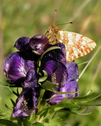 Aconitum napellus tauricum