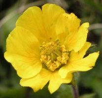 Geum montanum