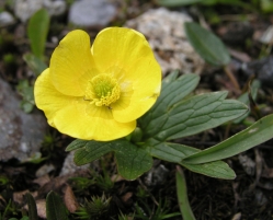 Ranunculus montanus