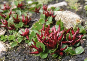 Salix herbacea