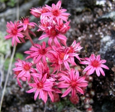 Sempervivum arachnoideum