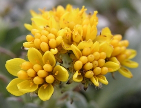 Senecio incanus