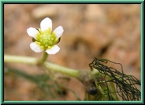 Ranunculus trichophyllus