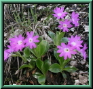 Primula clusiana