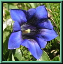 Gentiana clusii