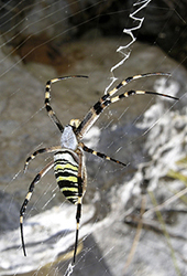 Wespenspinne Argiope bruennichi