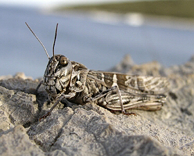 Italienische Schönschrecke, Calliptamus italicus