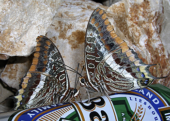 Erdbeerbaumfalter (Charaxes jasius) betrinken sich mit Bier