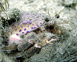 Einsiedlerkrebs Eupagurus prideauxi mit Anemone Adamsia palliata