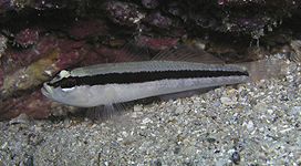 Streifengrundel Gobius vittatus