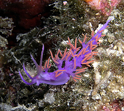 Flabellina sp.