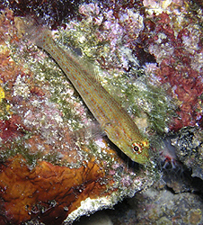 Gobius sp.