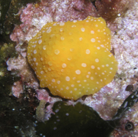 Weißgepunktete Warzenschnecke Phyllidia pulitzeri