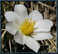 Dryas octopetala