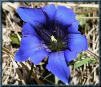 Gentiana clusii