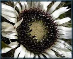 Carlina acaulis