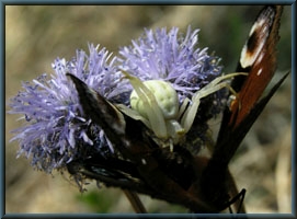 Krabbenspinne mit Tagpfauenauge auf Kugelblume