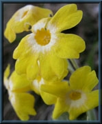 Primula auricula