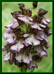 Orchis purpurea