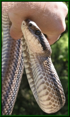 Vierstreifennatter, Elaphe quatuorlineata