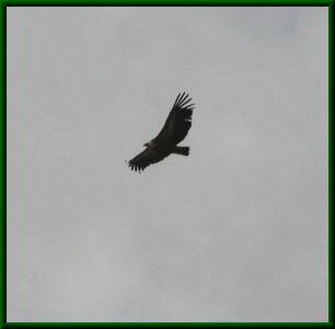 Gänsegeier, Gyps fulvus