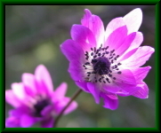 Anemone hortensis