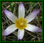 Romulea bulbocodium