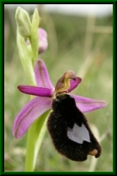 Ophrys bertolonii