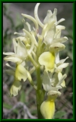 Orchis pauciflora