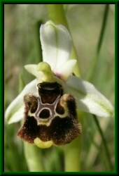 Ophrys fuciflora