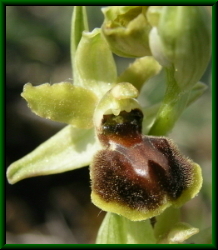 Ophrys sphegodes