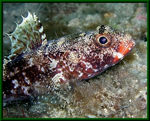 Gobius cruentatus