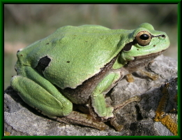 Hyla arborea