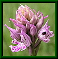 Orchis tridentata