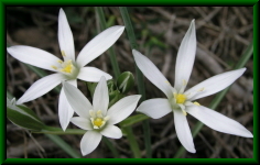 Ornithogalum sp.