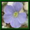 Linum sp.