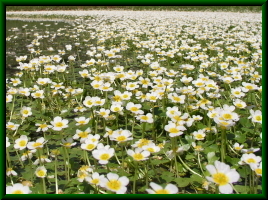 Ranunculus sp.