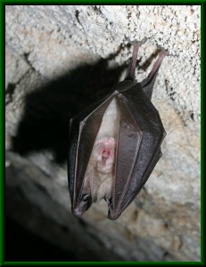 Hufeisennase, Rhinolophus sp., Höhle "Campari"